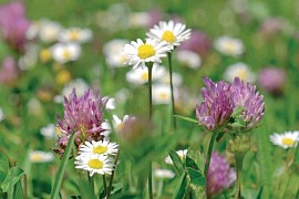Premium Wildflower Mix
