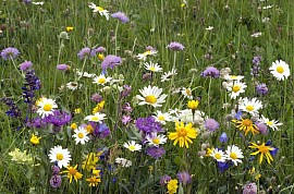 Premium Wildflower Mix