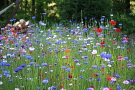 Premium Wildflower Mix